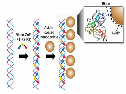 DNA 결합 단백질을 이용한 나노입자 클러스터 제작 기술 개발 이미지