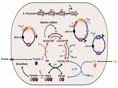 Engineered E. coli Using Formic Acid and CO2 As a C1-Refinery Platform Strain 이미지