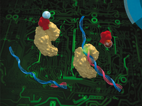 박현규 교수 DNA 활성 조절 가능한 스위치 개발 이미지