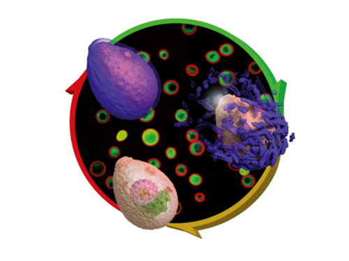 Eggshell-like Cell Encapsulation and Degradation Technology Developed 이미지