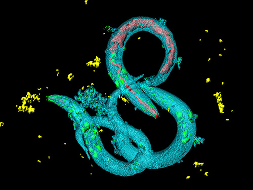 Tinkering with Roundworm Proteins Offers Hope for Anti-aging Drugs 이미지