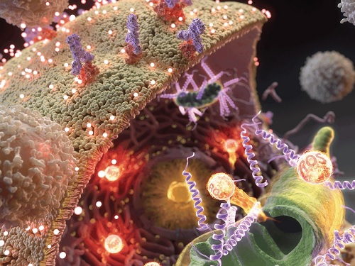암 면역치료를 위한 새로운 세포사멸 유도체 개발 이미지