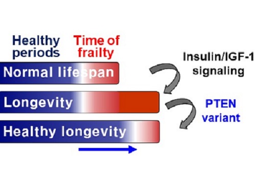 A Genetic Change for Achieving a Long and Healthy Life 이미지