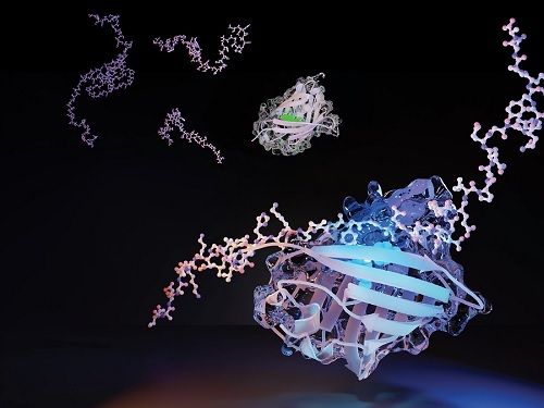 알츠하이머 조기 진단하는 센서단백질 디자인하다 이미지