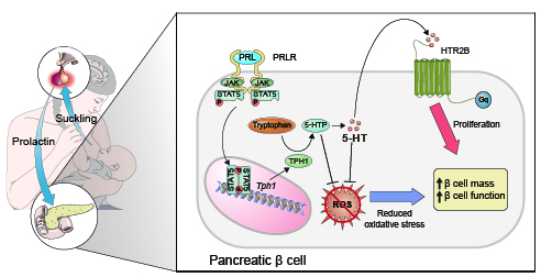 Figure 2. Schematic figure depicting the PRLR-STAT5-TPH1-HTR2B axis for beta cell proliferation and the antioxidant activity of intracellular 5-HT and 5-HTP during lactation.