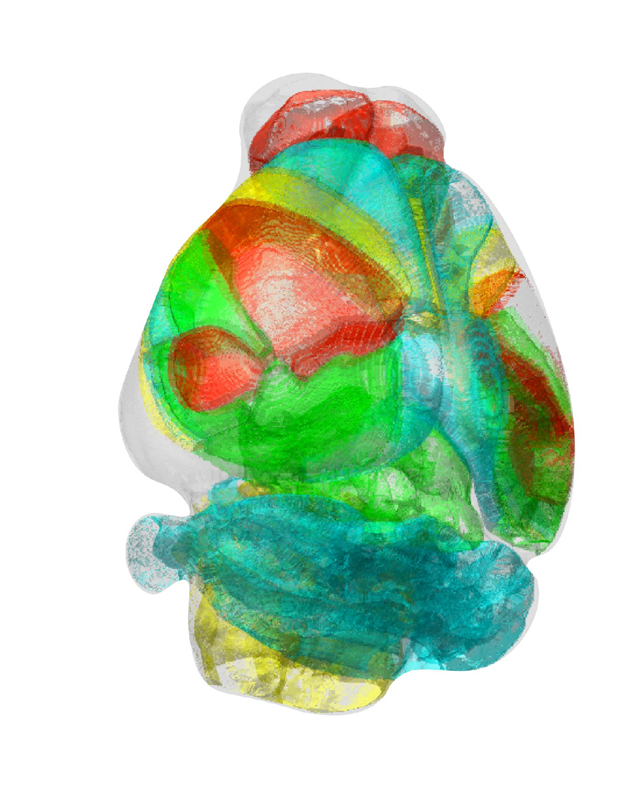Image. Standardized 3-D Mouse Brain