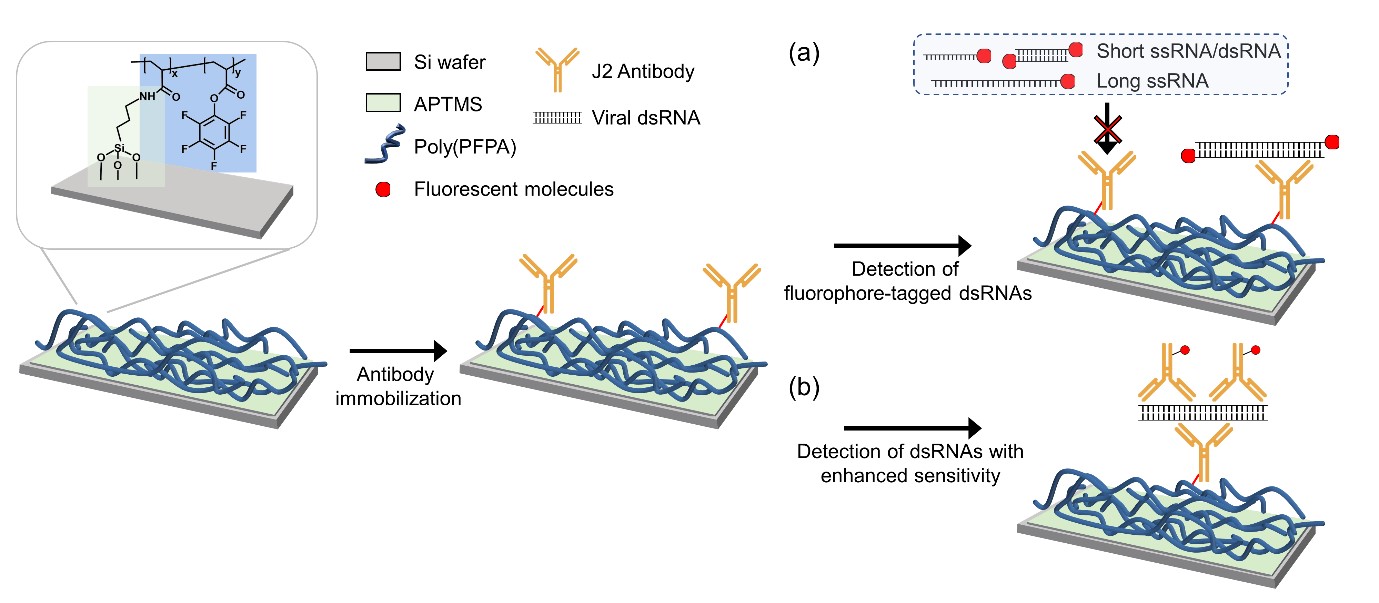 Figure: Schematics of the reactive polymer-coated surface for dsRNA capture and detection.