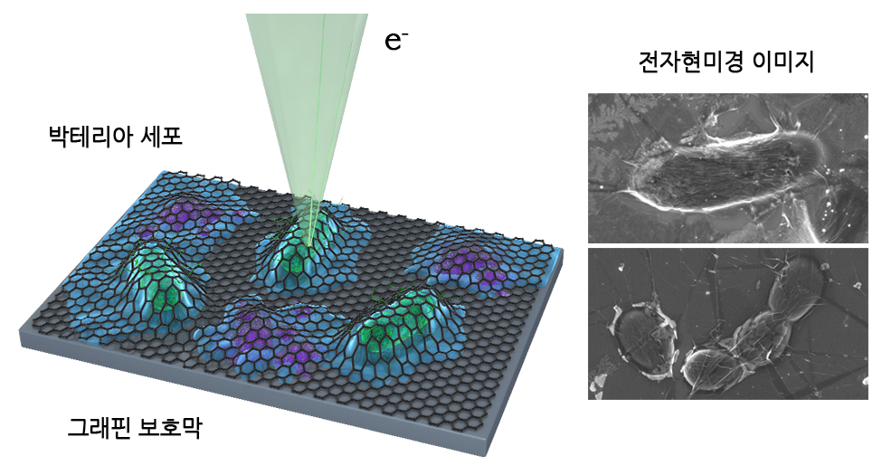 그림 1. 본 연구에 사용된 그래핀 액상 셀을 이용한 세포 관찰 방법에 대한 모식도와 이를 이용해서 관찰한 살아있는 세포의 주사전자현미경 이미지