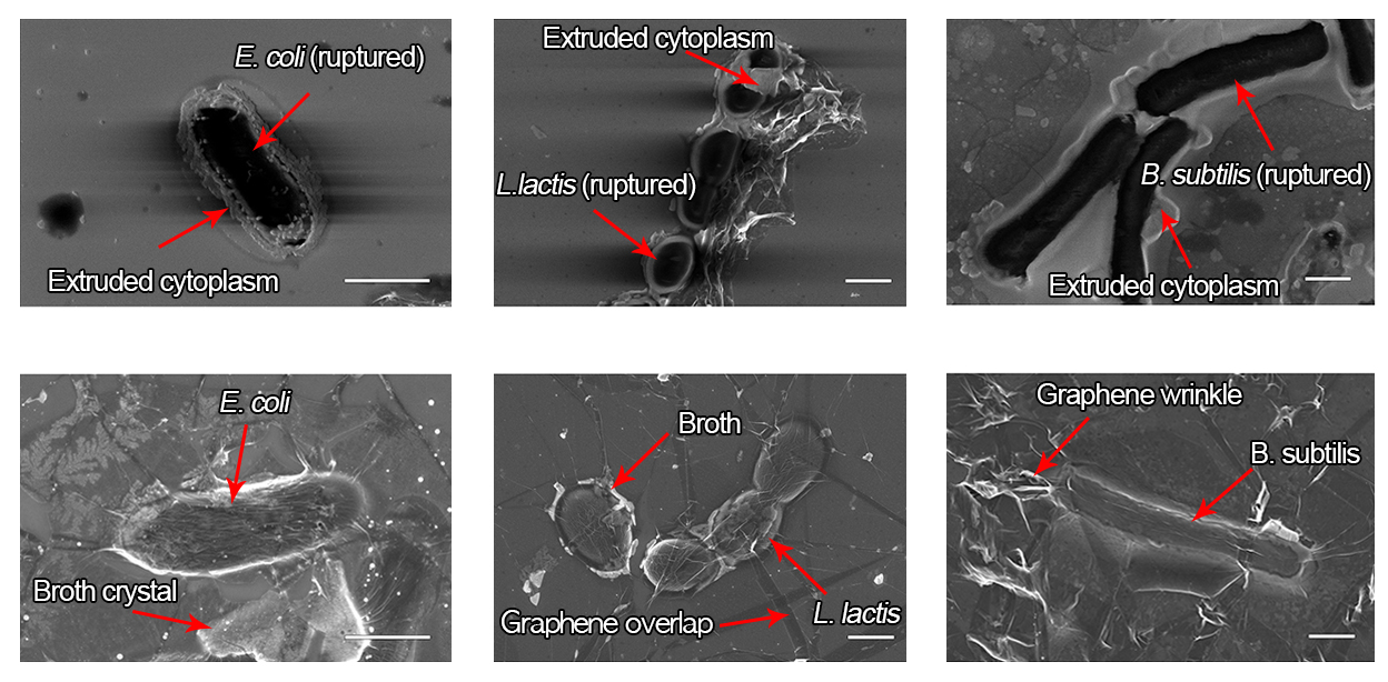 그림 2. 일반 전자현미경 기술을 이용하여 관찰한 죽은 세포(상)와 그래핀 액상 셀을 이용하여 관찰한 살아있는 세포(하)의 주사전자현미경 이미지