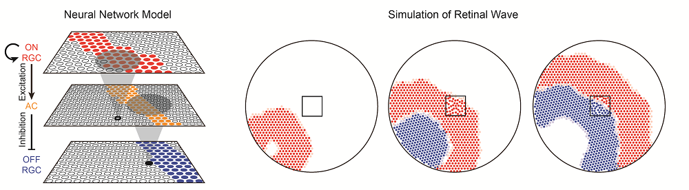 그림 1. 망막 신경만 모델을 이용한 망막 파동의 컴퓨터 시뮬레이션