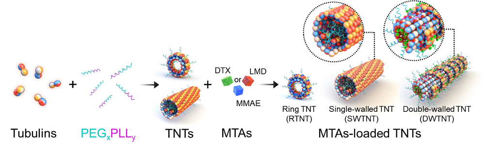 그림 1. 항암제가 탑재된 TNT(튜불린 나노 튜브)가 만들어지는 과정