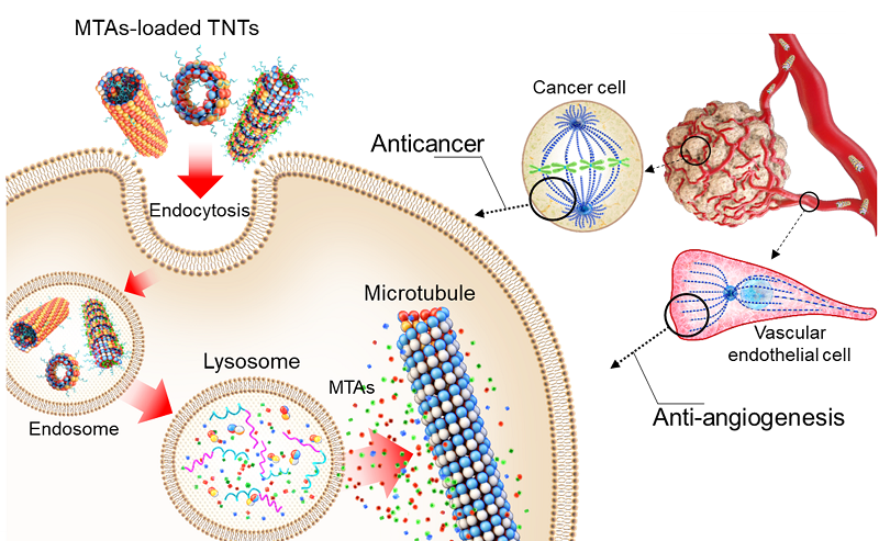 그림 2. 항암제가 탑재된 TNT(튜불린 나노 튜브)의 항암 및 혈관 형성 억제 작용 과정