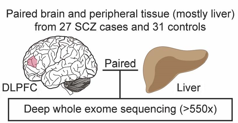 Advanced sequencing technology revealed brain-only mutations in schizophrenia (SCZ) patients.
