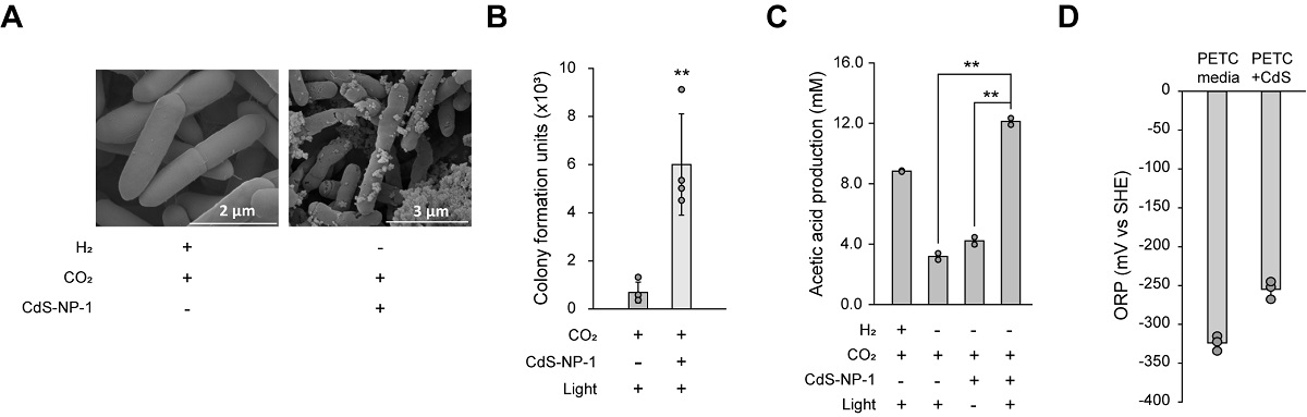그림 3. CdS-NP-1을 부착한 아세토젠 미생물의 C1 가스 고정능 확인