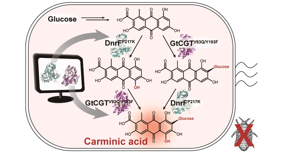Figure: A schematic biosynthetic pathway for the production of carminic acid from glucose. Biochemical reaction analysis and computer simulation-assisted enzyme engineering was employed to identify and improve the enzymes (DnrFP217K and GtCGTV93Q/Y193F) responsible for the latter two reactions.