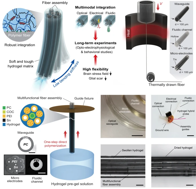 Figure 2. Design and Fabrication of Multifunctional Hydrogel Hybrid Probes