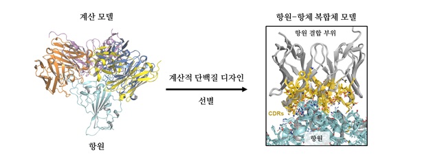 그림 1. 계산적 단백질 디자인 기법을 이용한 항원 특정 부위를 인식하는 항체 발굴 개념도