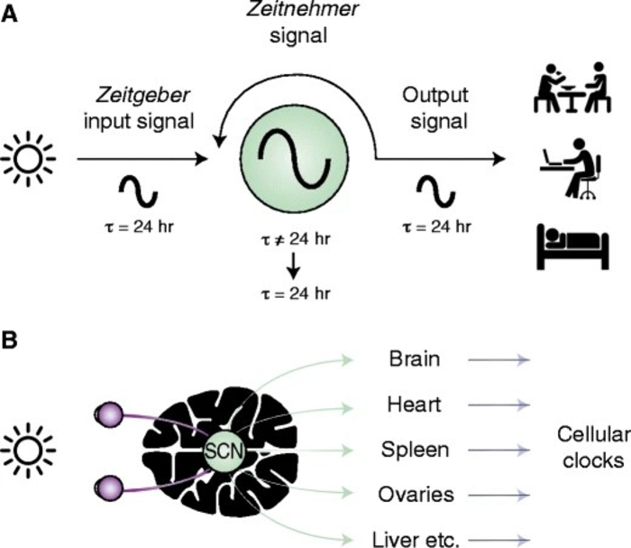 General structure of the circadian clock. (From Violetta Pilorz, Charlotte Förster, Henrik Oster, Pflugers Arch - Eur J Physiol (2018))