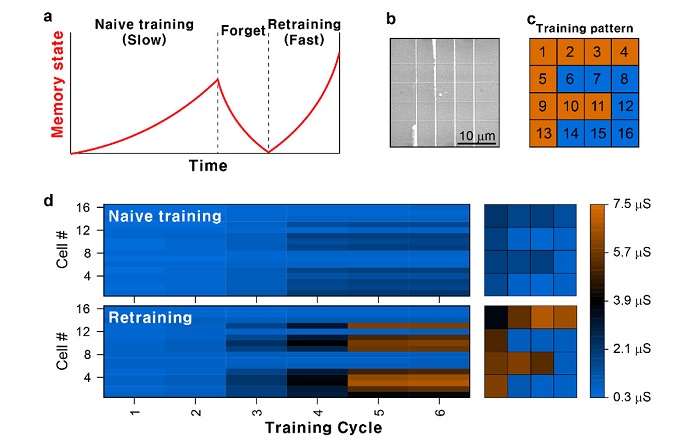 Image 2. Retraining operation in the neuromorphic device array. a) Schematic graph showing the retraining effect. b) Scanning electron microscope image of the neuromorphic device array. c) Training pattern “F” for the retraining test. d) Evolution of the memory state of the neuromorphic device array for the naive training and retraining scheme.