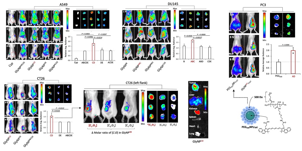 그림 2. 조합형 당-나노입자들의 효과적인 in vivo 암-표적능 확인실험 결과