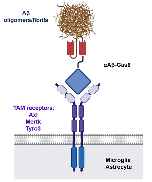 그림 1. Gas6 융합단백질의 모식도. 죽은 세포를 제거하는 기작을 응용해베타 아밀로이드를 TAM 포식 수용체를 통해 제거하게 유도함으로써 항체 치료의 문제점인 염증 반응을 획기적으로 해결함