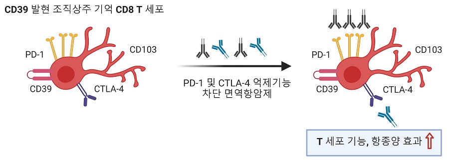 그림 1. 연구 모식도. CD39를 발현하는 조직상주 세포독성 T세포는 암세포를 선택적으로 제거하는 항암 면역반응의 핵심세포이다. 암환자에서 세포독성 T세포의 기능을 저하시키고 있는 PD-1 및 CTLA-4 수용체의 억제기능을 차단하는 면역항암제들을 병합하여 치료하면 세포독성 T세포의 기능을 효과적으로 활성화시켜 항암치료 효과를 극대화시킬 수 있다.