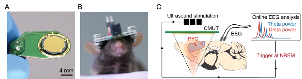 그림 1. (A) 개발한 MEMS 기반 초소형 초음파 소자 (B) 자유롭게 움직이는 쥐 머리 위에 접목된 초음파 소자와 뇌파 전극 사진 (C) 실시간 초음파 자극 및 뇌파 측정이 가능한 폐루프 시스템의 모식도