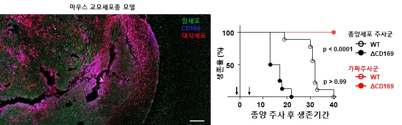 마우스 교모세포종 모델에서 뇌의 정상 조직에는 CD169+ 대식세포가 발견되지 않지만, 종양이 형성된 부분에 특이적으로 CD169+ 대식세포가 발견됨. CD169를 발현하는 대식세포를 제거할 경우(ΔCD169) 정상적인 마우스(WT)보다 교모세포종 종양세포를 주사했을 때 마우스의 생존 기간이 감소함. 가짜주사군: 종양세포 없이 식염수 주사.