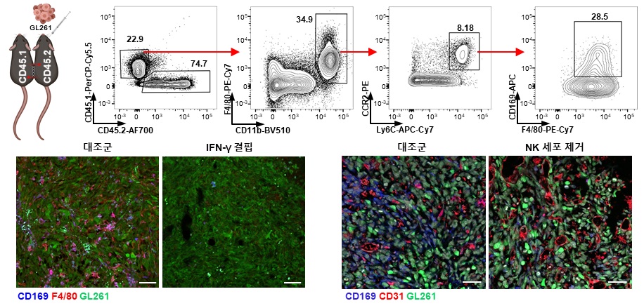 그림 6. CD169를 발현하는 대식세포는 혈액을 통해 유입된 세포이며 (위) IFN-γ나 IFN-γ를 생성하는 NK 세포가 없으면 교모세포종 내 CD169+ 대식세포가 감소함(아래).