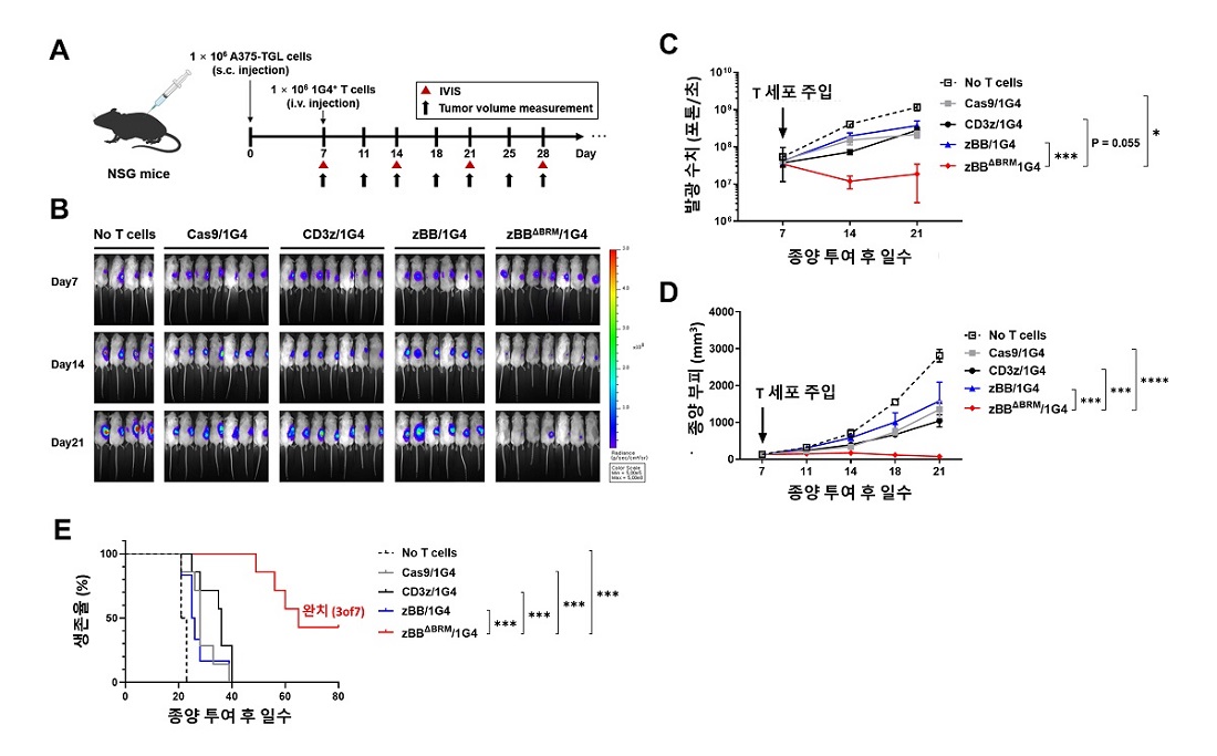 그림 2. 2세대 TCR-T 세포의 생체 내 항암 효과. A, 생쥐를 이용한 악성 흑색종 모델에서 1세대와 2세대 TCR-T 세포의 항암 효과를 비교. B-D, 기존의 TCR-T 세포보다 2세대 TCR-T 세포가 주입된 생쥐의 종양 부피가 현저하게 감소됨. E, 2세대 TCR-T 세포를 주입한 생쥐의 생존율 연장을 확인함.