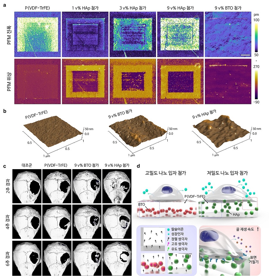 그림 2. 원자간력현미경을 이용한 하이드록시아파타이트 융합 지지체의 압전 및 표면 특성 분석