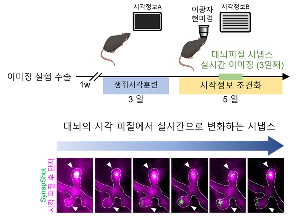 세포 수준에서뿐만 아니라 이광자 현미경 (two-photon microscopy)으로 생체 내 이미징 기술을 이용하여 시각적인 훈련을 통해 학습시킨 생쥐의 시각 피질에서 실시간으로 변화하는 시냅스를 관찰한 현미경 사진