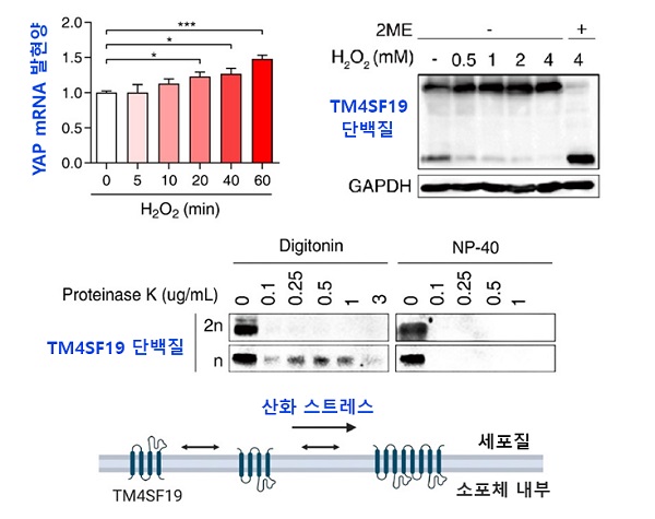 그림 1. 구강암 세포에서 산화스트레스로 인한 YAP 발현 증가와 TM4SF19 단백질의 이합체 형성