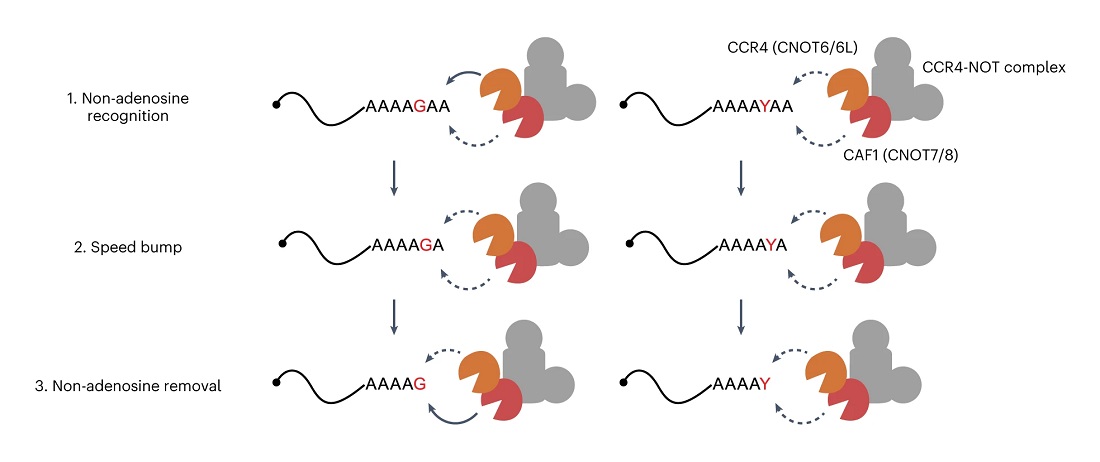 [그림 2] mRNA 혼합 꼬리에 관한 새로운 분해 기전 모식도 탈아데닐 복합체(CCR4-NOT)의 CCR4 단백질과 CAF1 단백질은 탈아데닐화 효소임. (1) CAF1 단백질이 혼합 꼬리의 ‘과속 방지턱’을 사전 미리 인지하여 탈아데닐화 속도를 줄이고, (2) 단일핵산 탈아데닐 이후 CCR4 단백질도 속도를 줄인다. (3) 최종적으로, CAF1 단백질이 비아데닌 염기를 분해하면서 탈아데닐화를 재개한다. ‘과속 방지턱’ 역할을 하는 비 아데닌 염기로는 구아닌(G)과 유라실/사이토신(Y)이 있음.