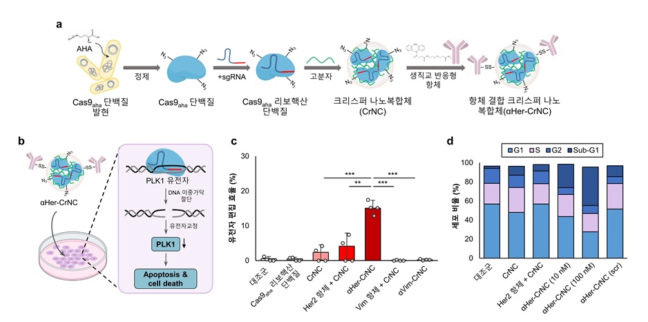 그림 1. 생직교반응 기반 표적치료제인 항체 결합 크리스퍼 나노복합체  ⍺Her-CrNC 제조 및 기능 (a), ⍺Her-CrNC에 의한 유전자 교정 및 항암효과(b)를 나타낸 모식도, ⍺Her-CrNC의 유전자 편집 효율(c), 암세포주기 분석(d) 결과.