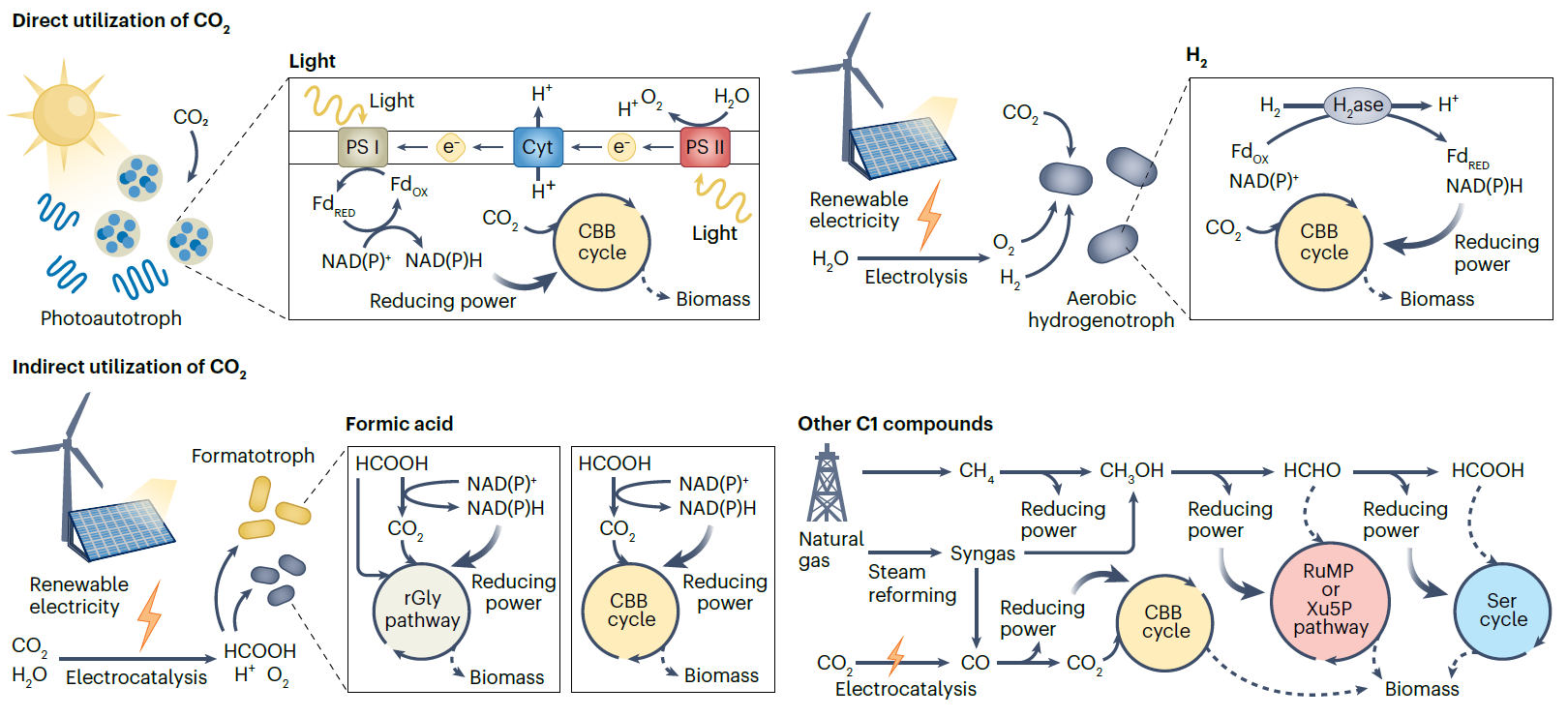 Figure 1. Schematic diagram portraying various microbial biomass production strategies utlizing sustainable feedstocks