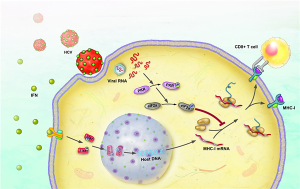Hepatitis C Virus PKR-eIF2a Pathway
