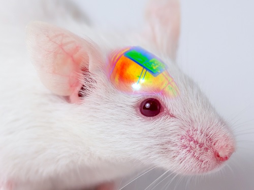 Wirelessly Rechargeable Soft Brain Implant Controls Brain Cells​ 이미지
