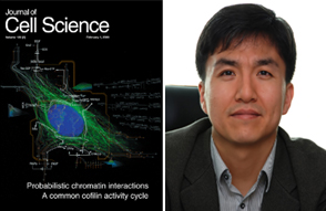 Prof. Cho Identifies Dynamics of Signal Transportation System in Control of Cell Proliferation 이미지