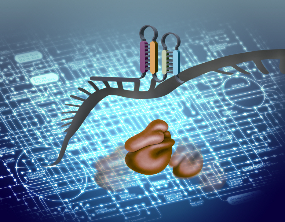합성 조절 RNA를 이용한 세포공장 기술 개발 이미지
