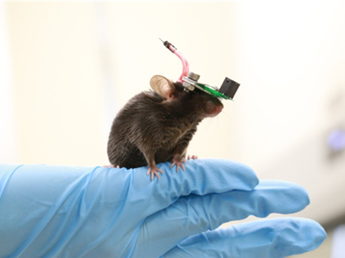 1g-Ultrasound System for the Brain Stimulation of a Freely-moving Mouse 이미지