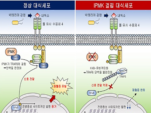 김세윤 교수, 이노시톨 대사효소에 의한 패혈증 유발 염증전달신호 규명 이미지