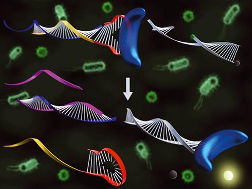 표적 DNA 저렴하게 분석 가능한 유전자 진단 기술 개발 이미지