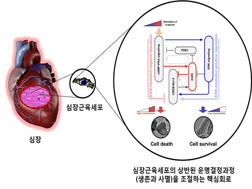 심장세포의 핵심 신호전달경로 스위치 규명 이미지
