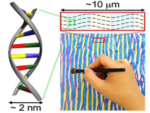 윤동기 교수, 붓으로 DNA의 모양을 조절하는 기술 개발 이미지