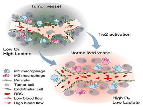 The Antibody That Normalizes Tumor Vessels 이미지
