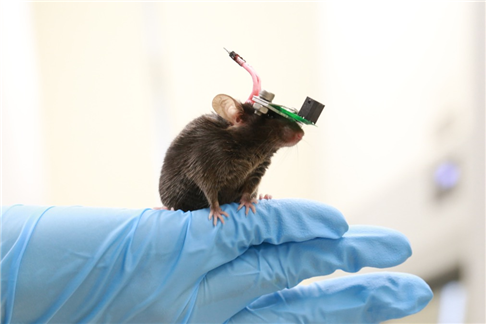 이현주 교수(전기및전자공학부), 움직이는 쥐에 초음파 뇌 자극 실험 성공 이미지