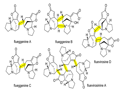 Total Synthesis of Flueggenine C via an Accelerated Intermolecular Rauhut-Currier Reaction 이미지