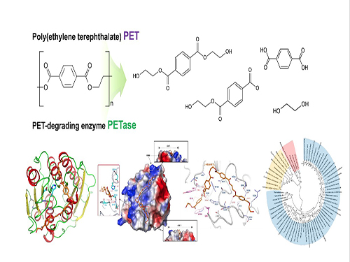 Structural Insight into the Molecular Mechanism of PET Degradation 이미지