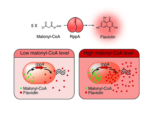 A Novel Biosensor to Advance Diverse High-Level Production of Microbial Cell Factories 이미지